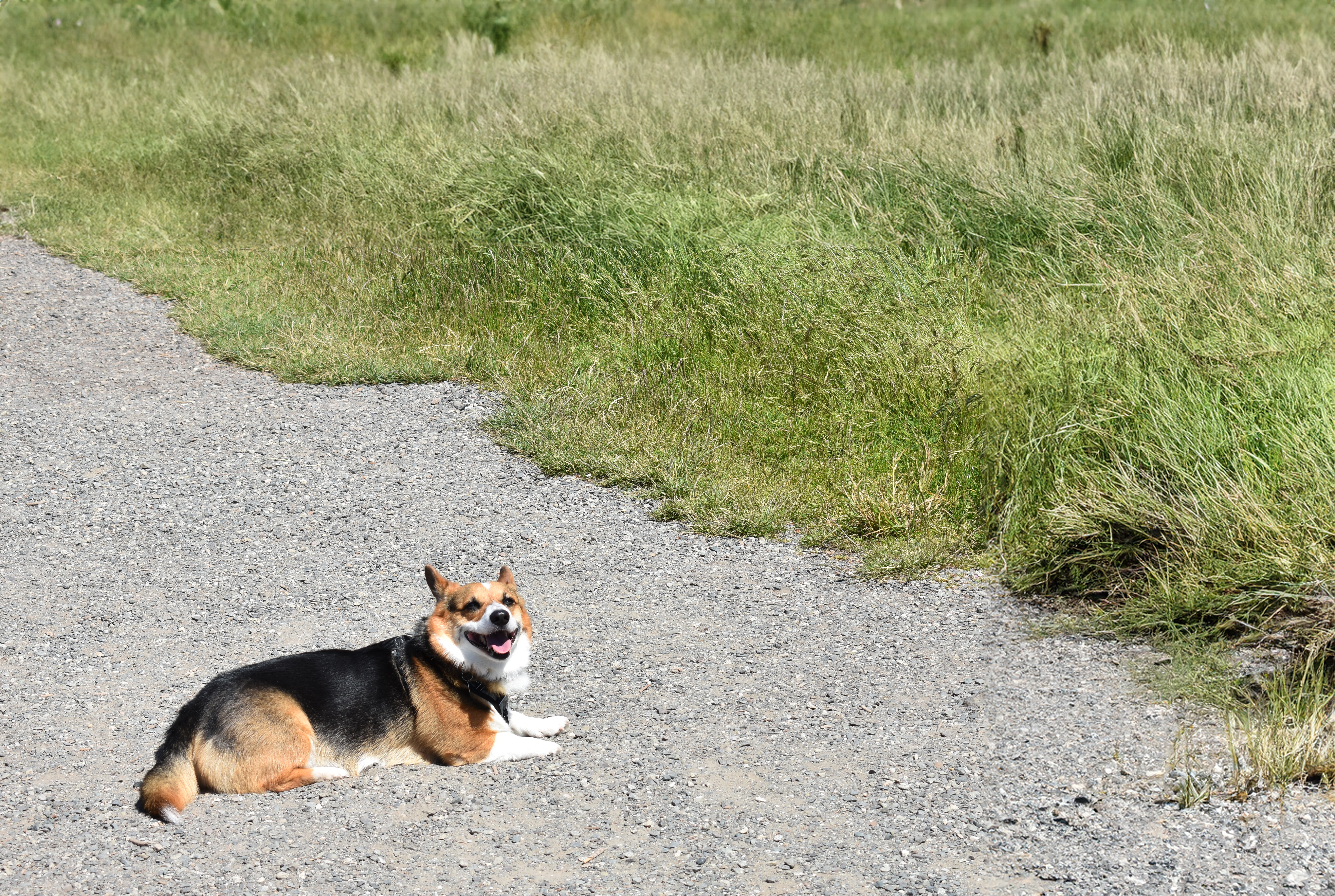 Nibbler at the San Juan Islands